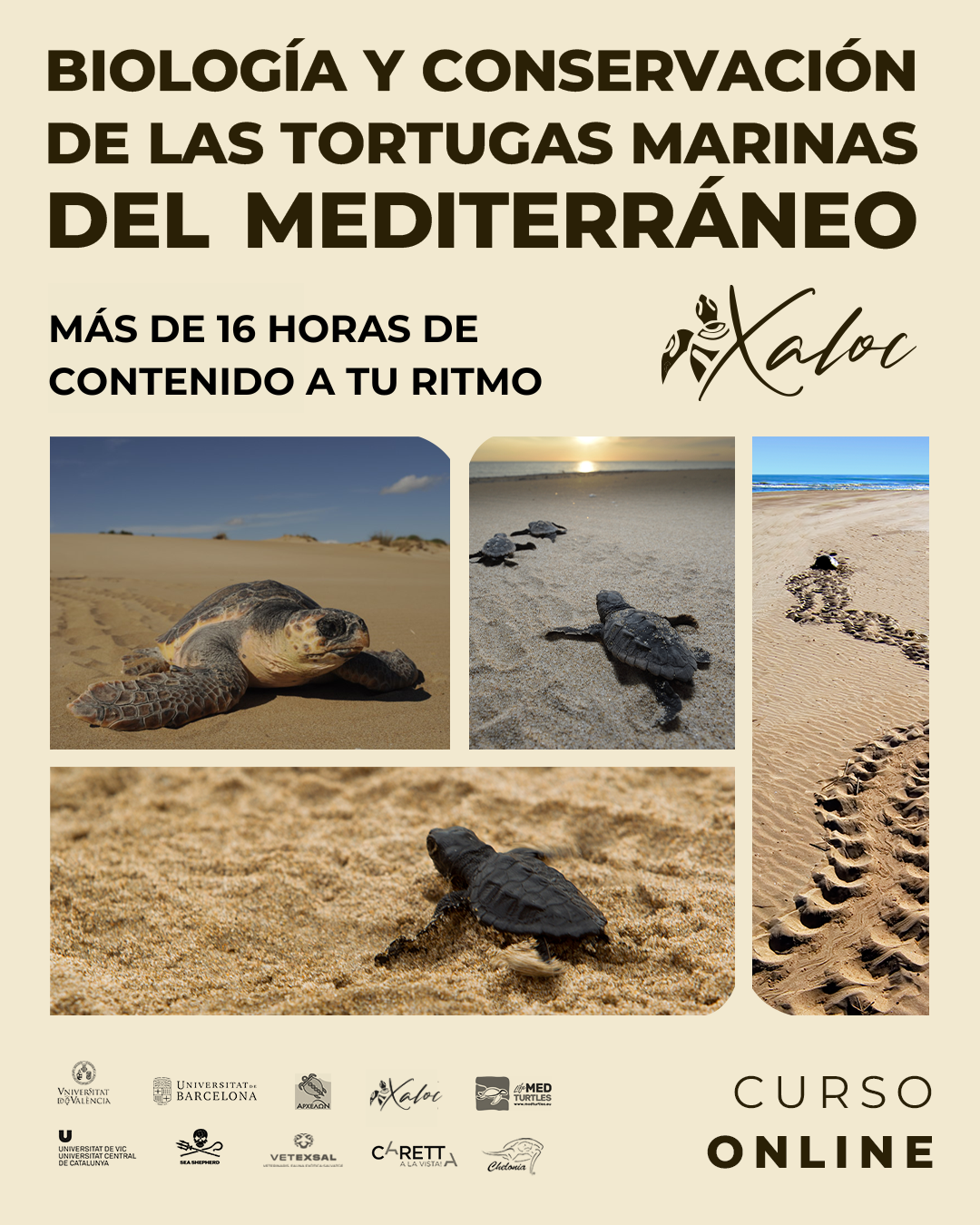 Curso Online: Biología y Conservación de las tortugas marinas del Mediterráneo