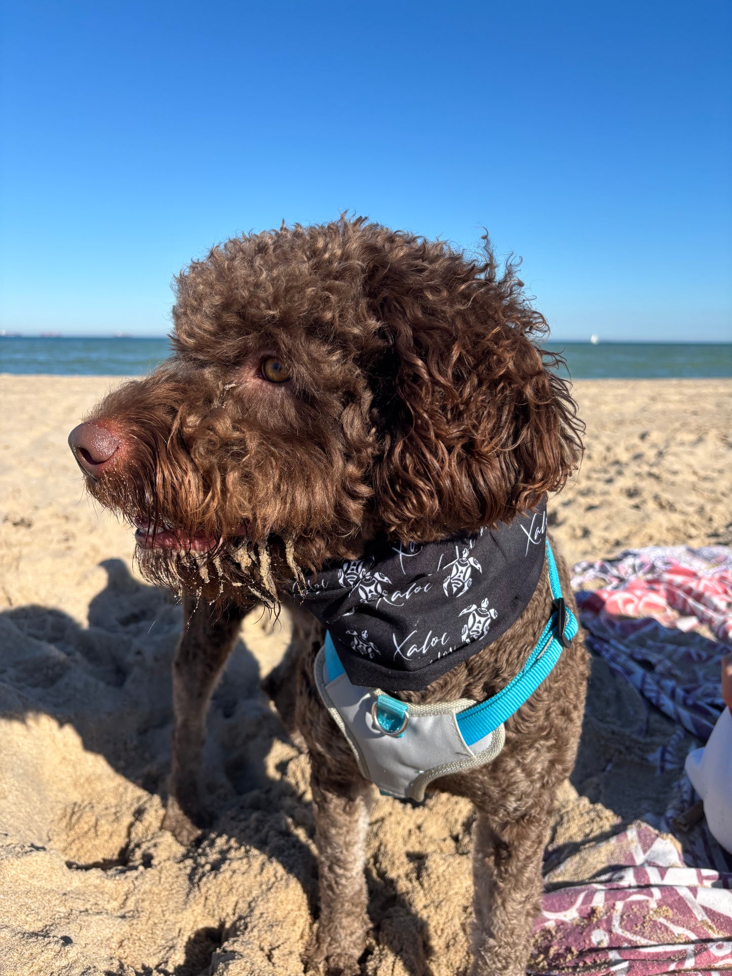 Bragas Cuello Multiusos