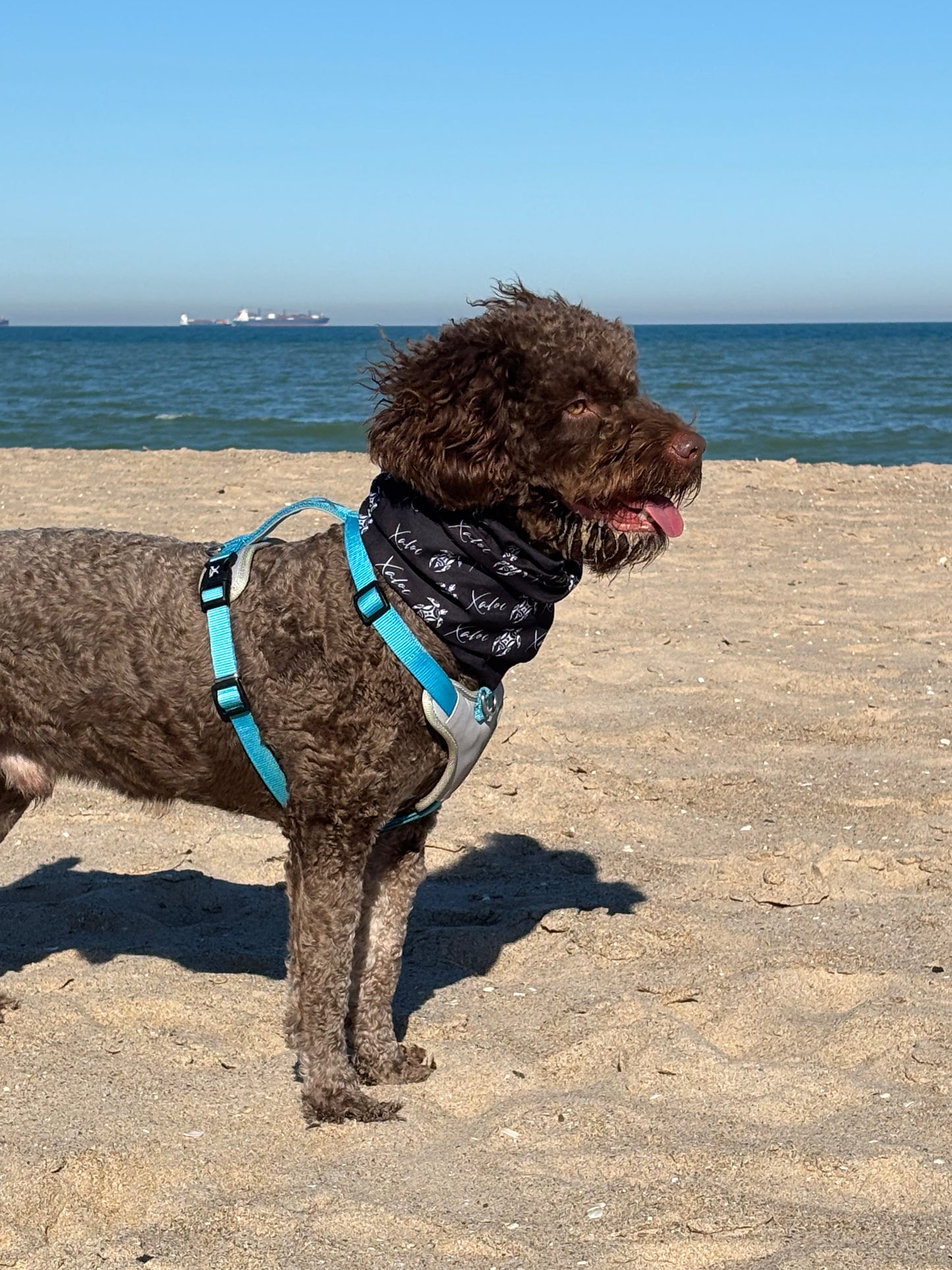 Bragas Cuello Multiusos