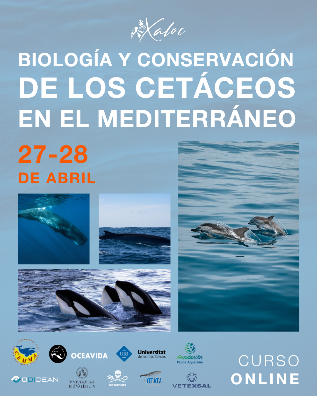 Curso Online: Biología y Conservación de Cetáceos del Mediterráneo